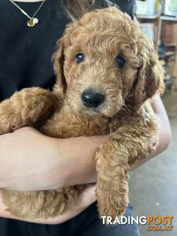 Labradoodle Puppies