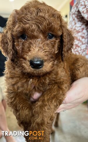 Labradoodle Puppies