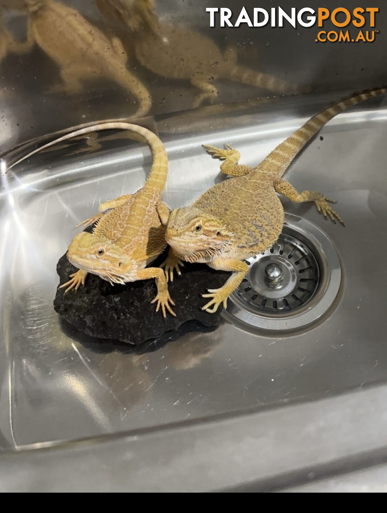 Bearded Dragon Pair and Enclosures
