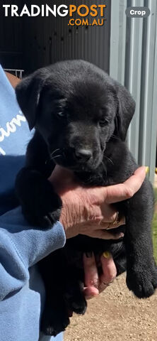 Labrador puppies