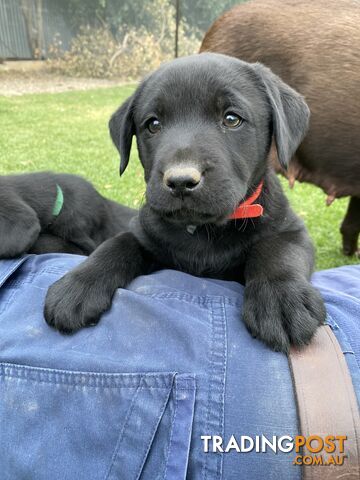 Labrador puppies