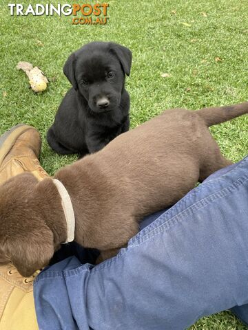 Labrador puppies