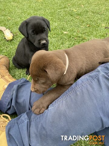 Labrador puppies