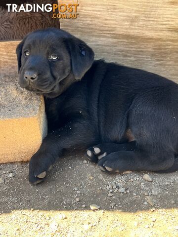 Labrador puppies