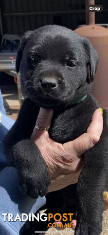 Labrador puppies