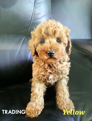 TOY CAVOODLE F1B