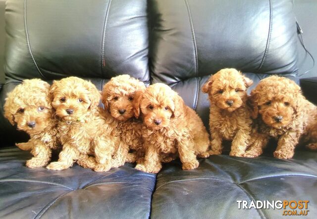 TOY CAVOODLE F1B