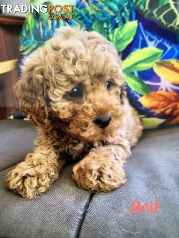 TOY CAVOODLE F1B