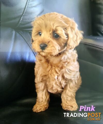 TOY CAVOODLE F1B