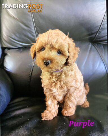 TOY CAVOODLE F1B