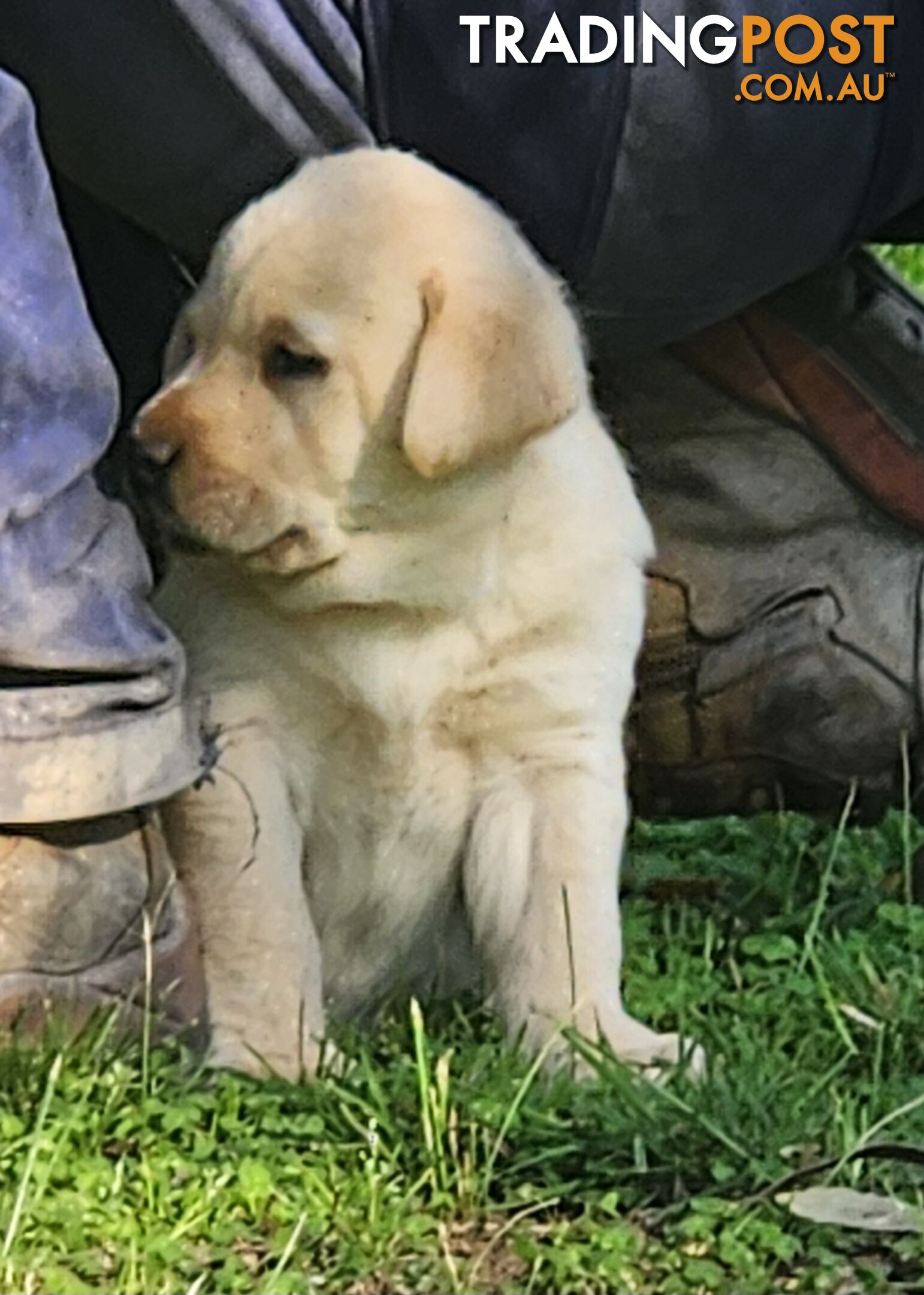 Purebred Labrador Puppies