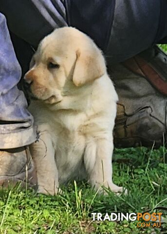 Purebred Labrador Puppies