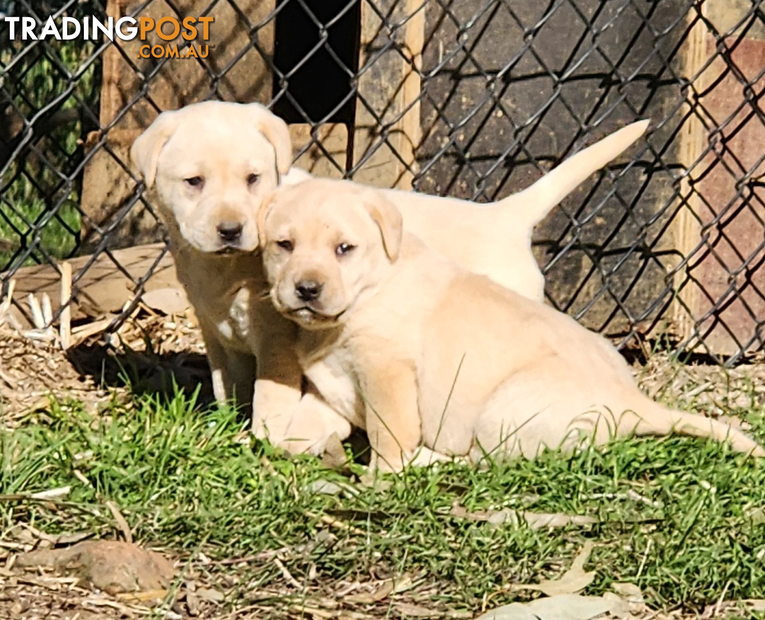 Purebred Labrador Puppies