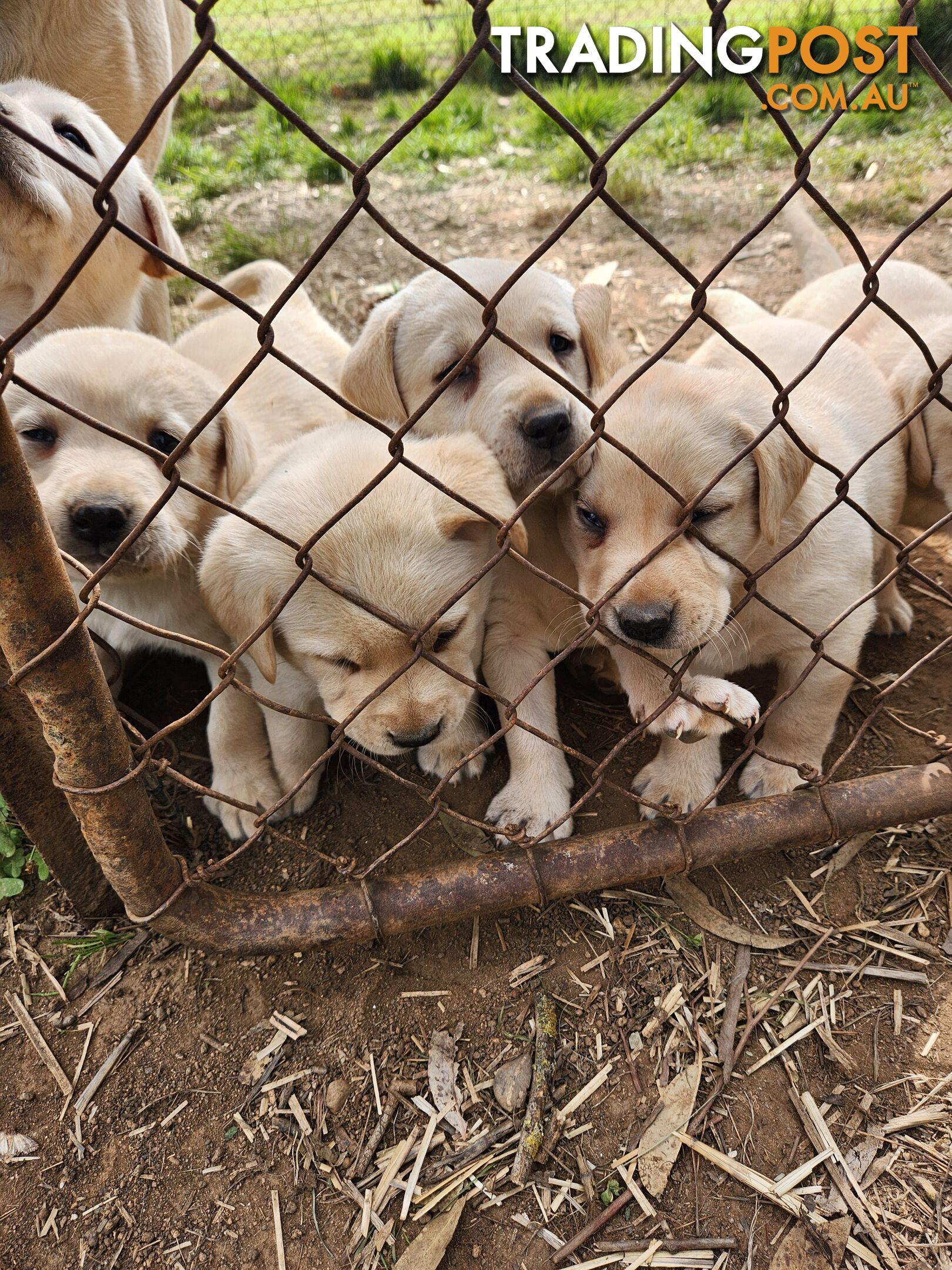 Purebred Labrador Puppies