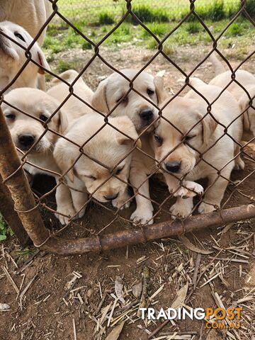 Purebred Labrador Puppies