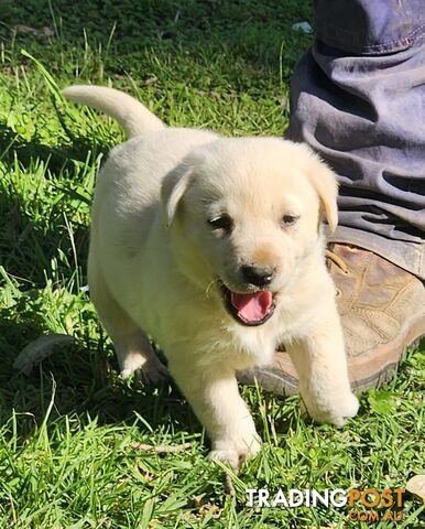 Purebred Labrador Puppies