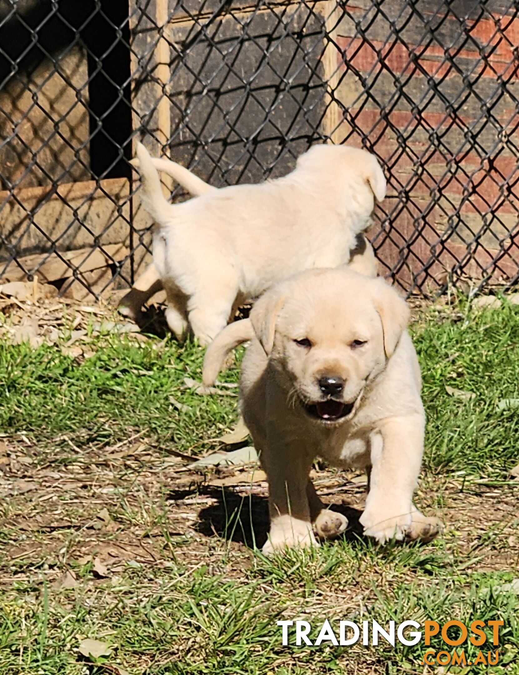 Purebred Labrador Puppies