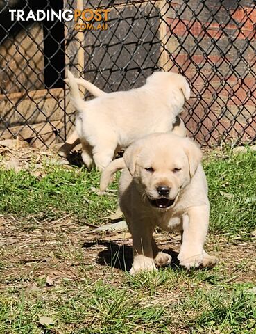 Purebred Labrador Puppies