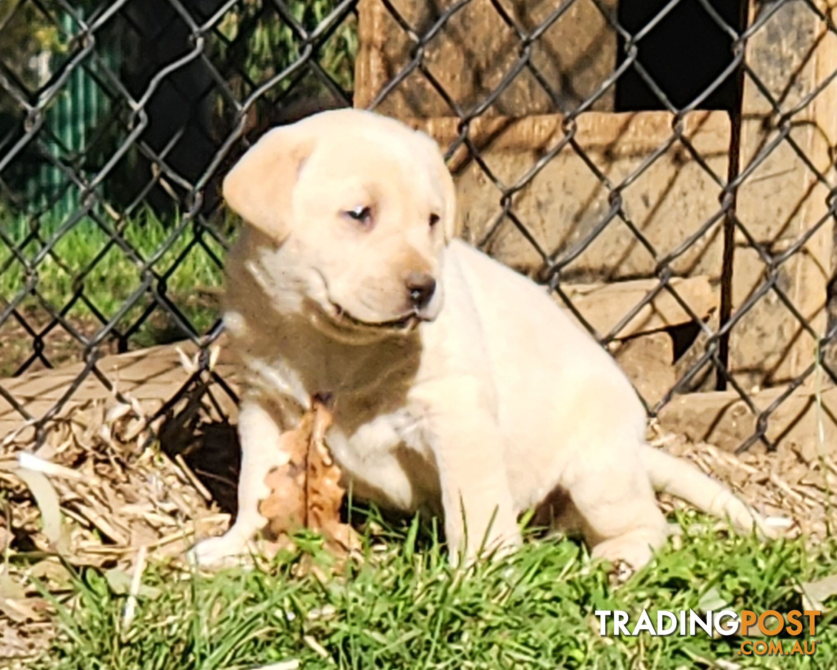 Purebred Labrador Puppies