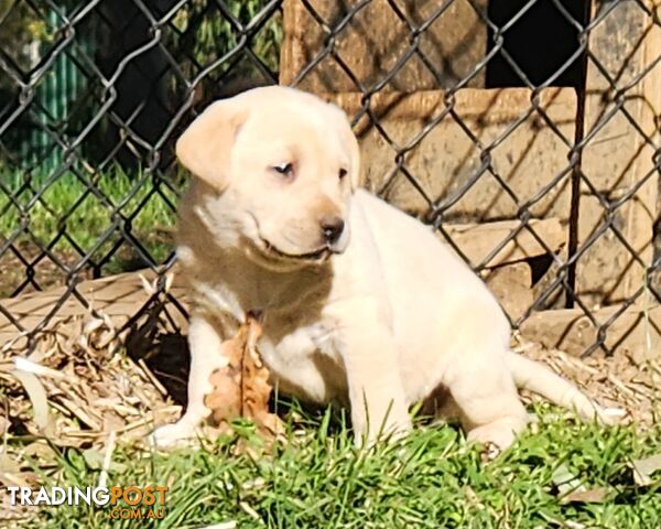 Purebred Labrador Puppies