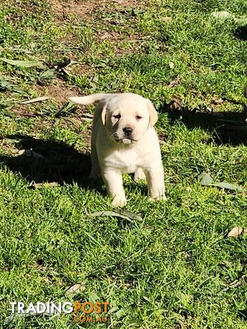 Purebred Labrador Puppies