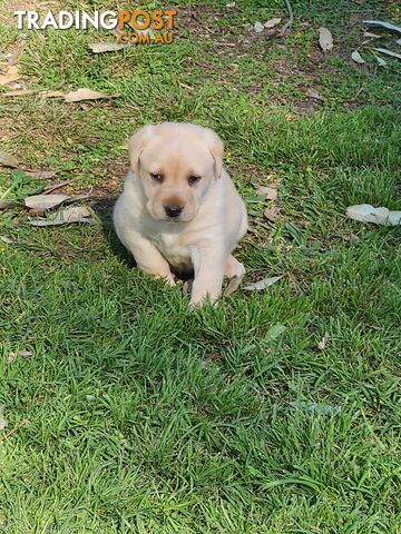 Purebred Labrador Puppies