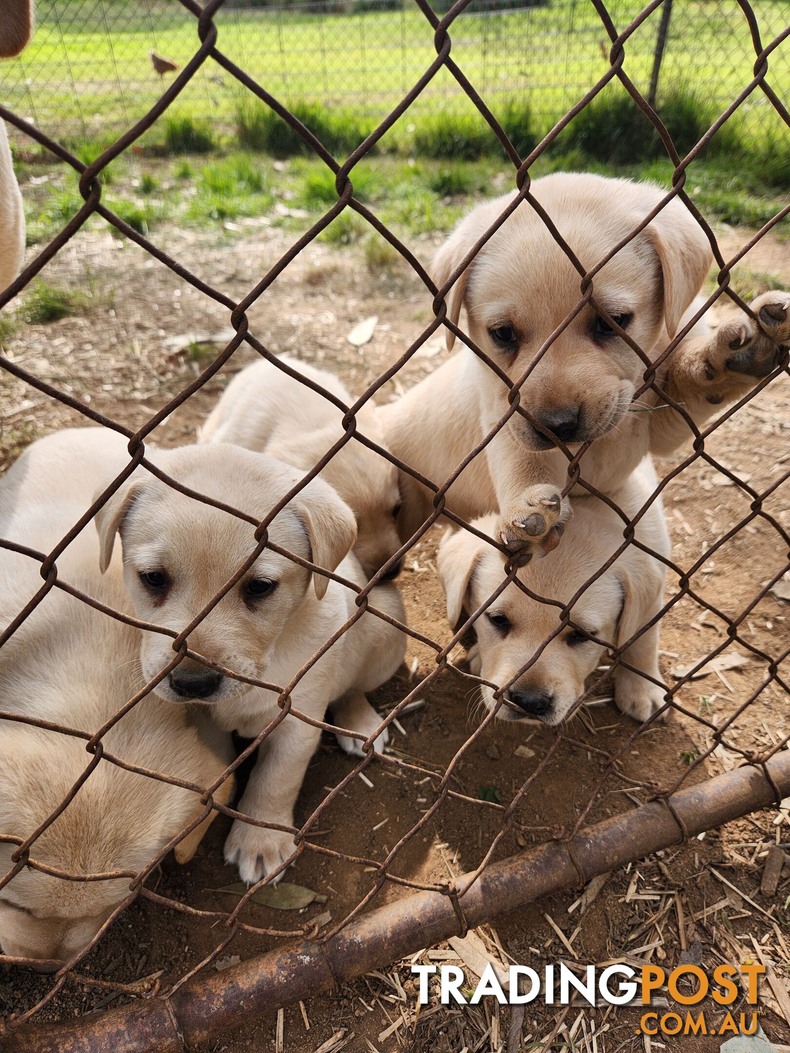 Purebred Labrador Puppies