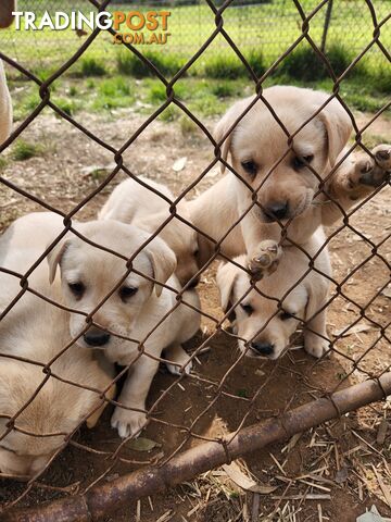 Purebred Labrador Puppies