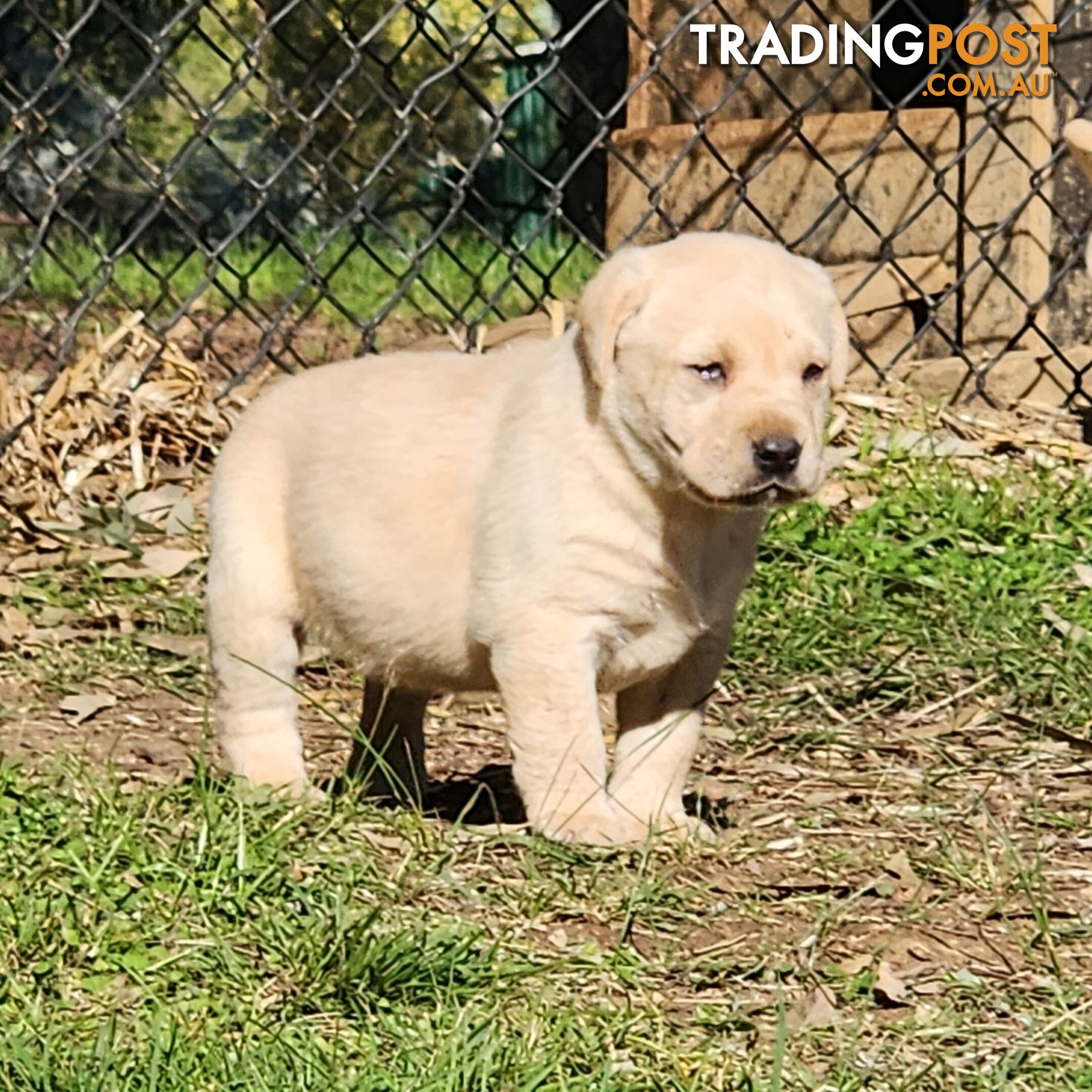 Purebred Labrador Puppies