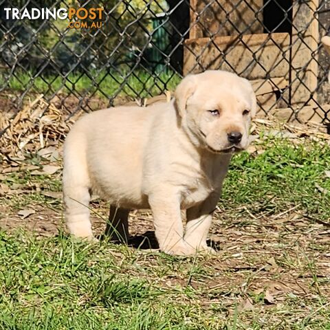 Purebred Labrador Puppies