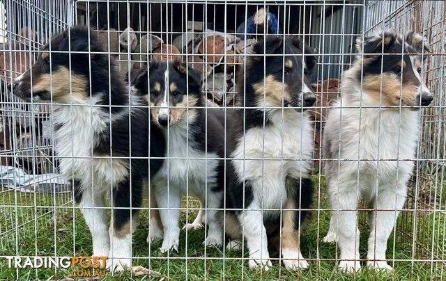 Collie Pups Lassie with unique markings
