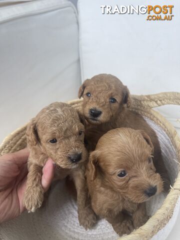 Teacup/ Toy Poodle Puppies