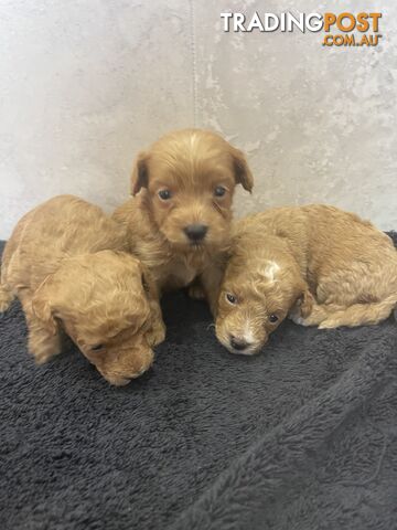 Teacup/ Toy Poodle Puppies