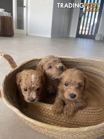 Teacup/ Toy Poodle Puppies