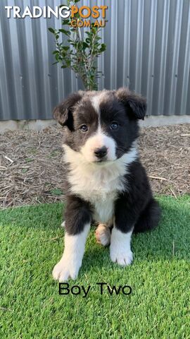 Trading post hot sale border collie puppies