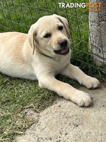 Labrador puppies