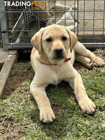 Labrador puppies