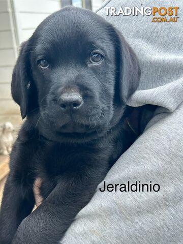 Black Labrador Puppies