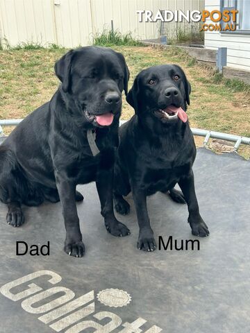 Black Labrador Puppies