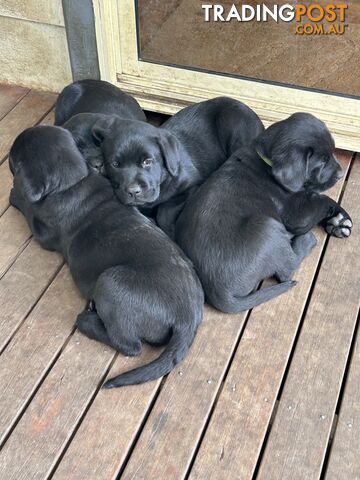 Black Labrador Puppies