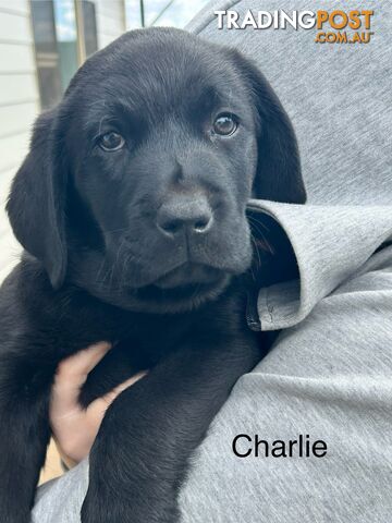 Black Labrador Puppies