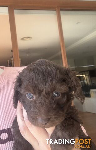 Foodle (Toy Poodle x Fox Terrior)