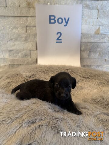Doxiepoo (Toy Poodle x Mini Dachshund