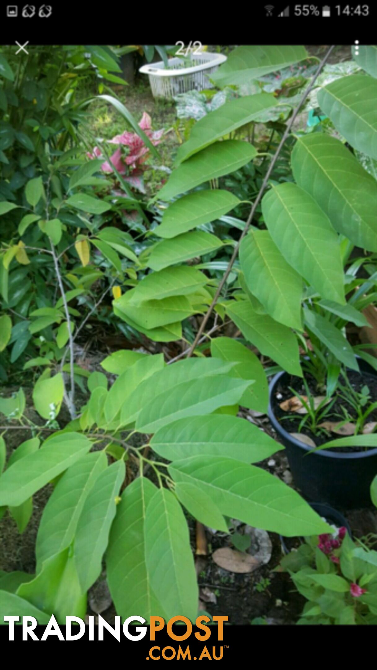 SOURSOP & SWEETSOP