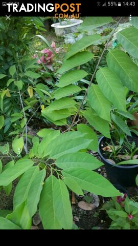 SOURSOP & SWEETSOP