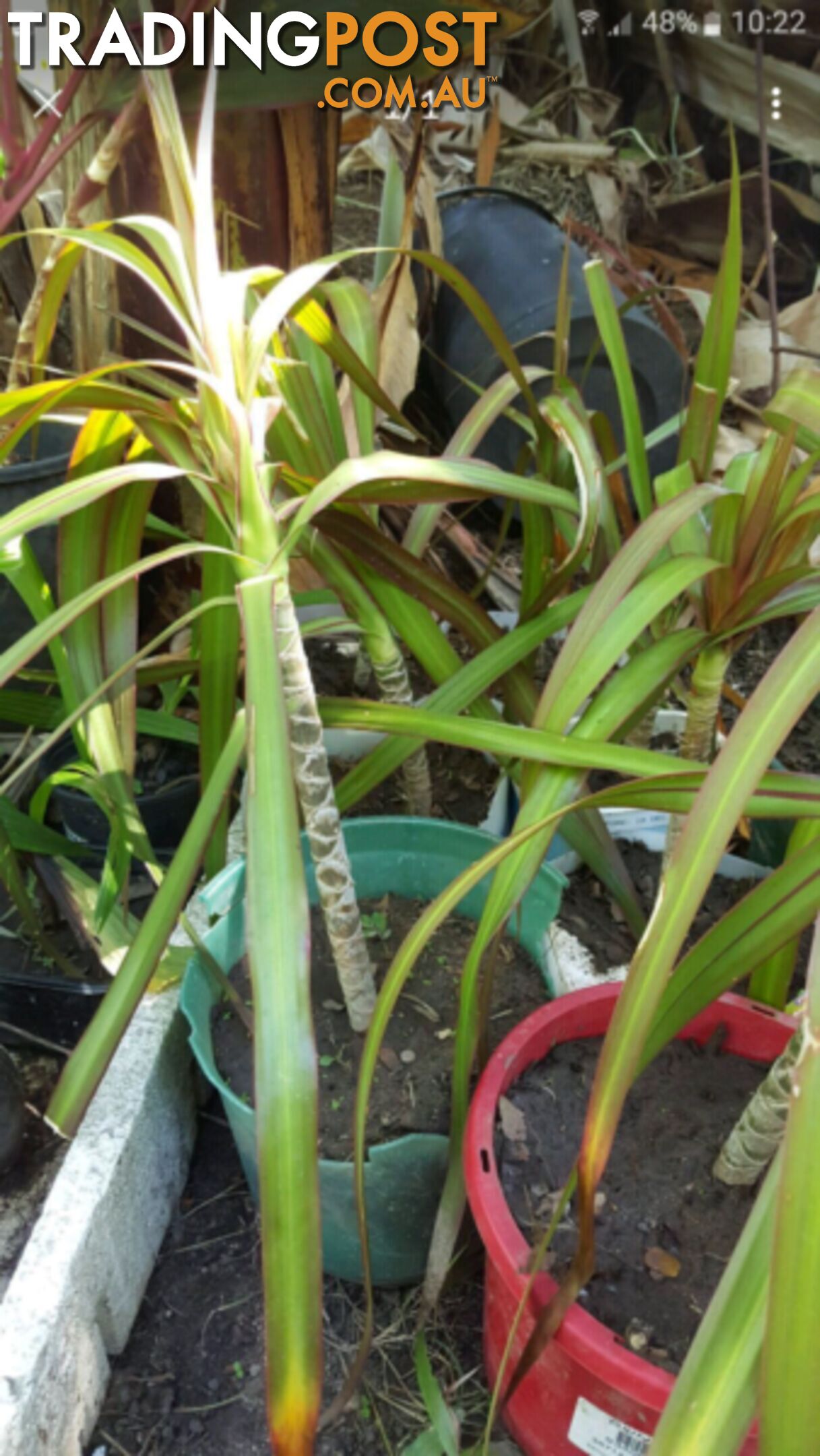 YACCA PLANTS