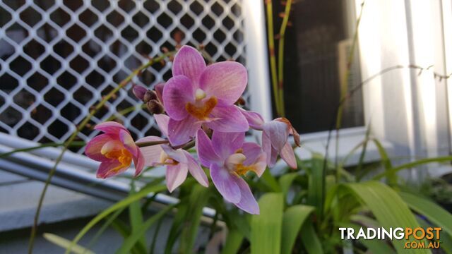 Orchids - variety