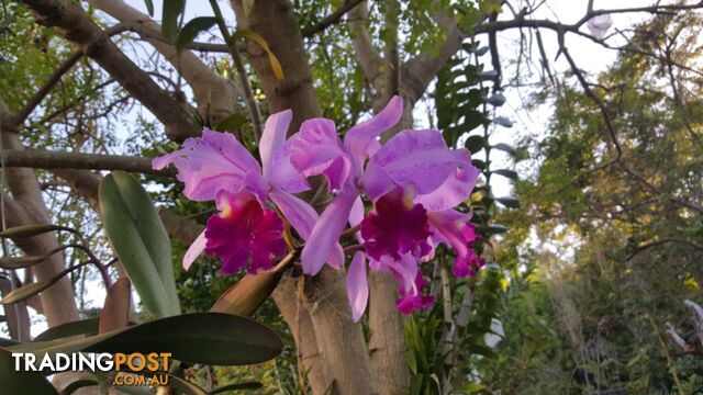 Orchids - variety