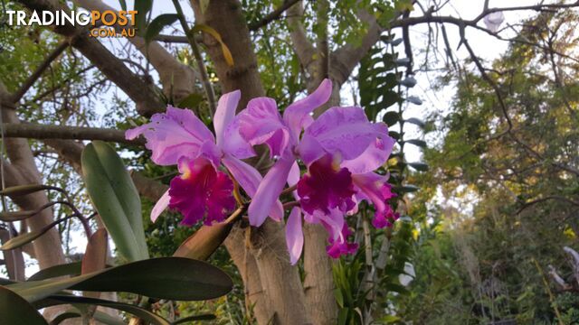 Orchids - variety