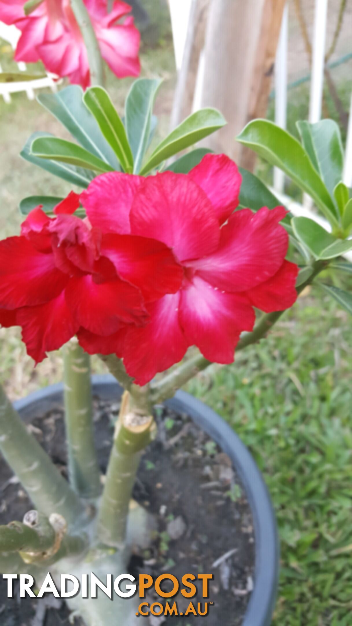 Desert Rose - Double